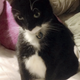 Illustration for article titled UNPOPULAR OPINION: I dont find kittens that cute